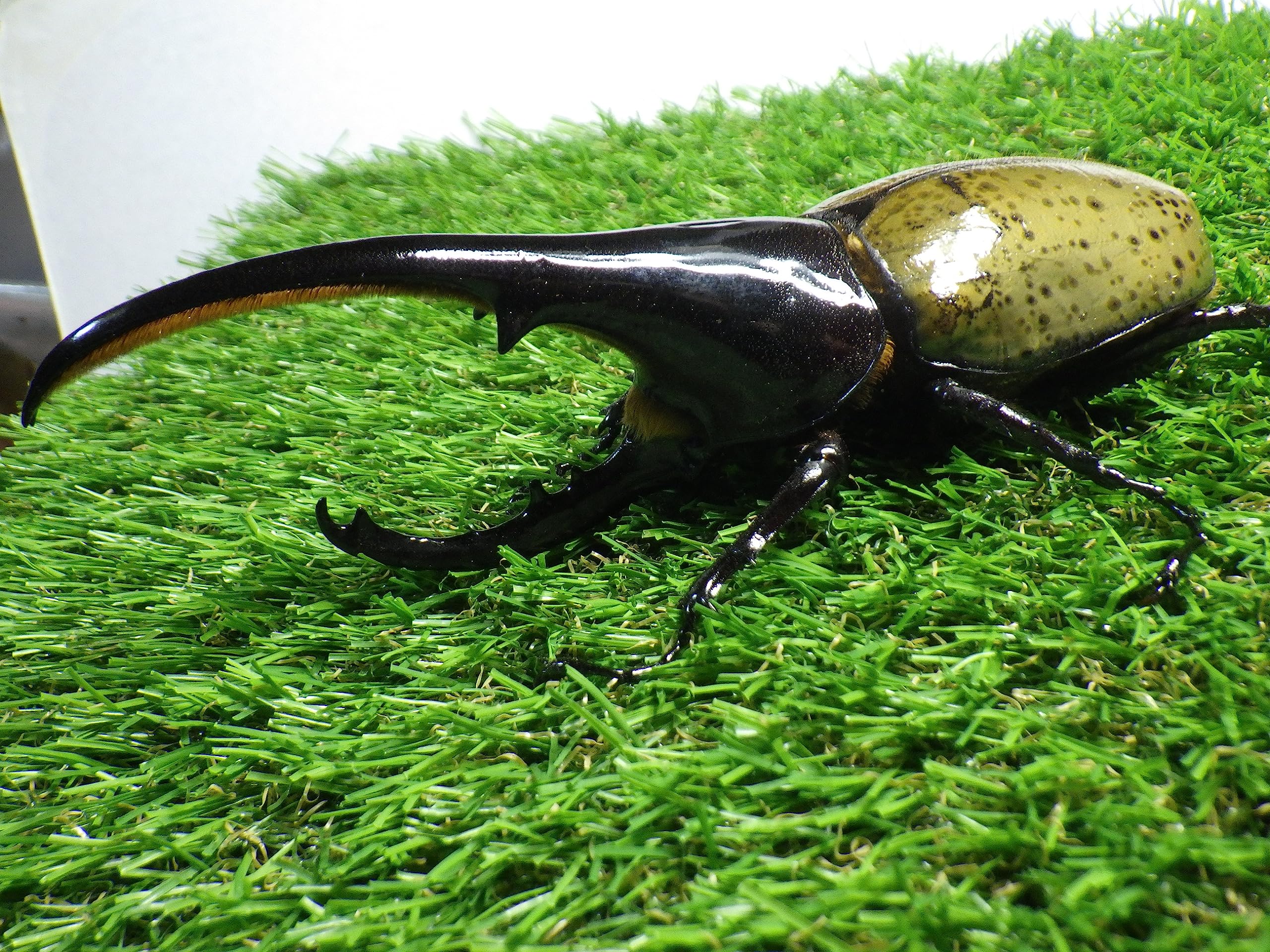 DHヘラクレス ヘラクレス（決まりました）